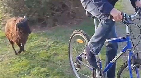 Angry ram attacks cyclist repeatedly in hysterical video - Men's Journal