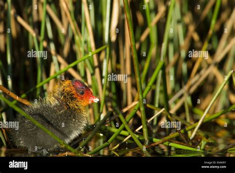 Eurasian coot chick scientific name hi-res stock photography and images - Alamy