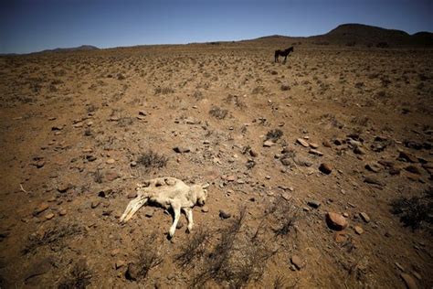 De extreme droogte in de Karoo, Zuid-Afrika - NRC