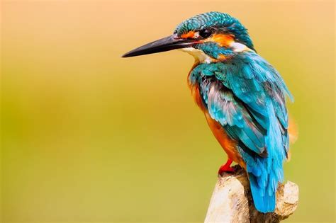 Top 10 Most Beautiful Birds in India [Updated in 2021] - TheDailyNotes