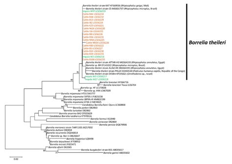 Phylogenetic inference of Borrelia spp. based on partial sequence of ...