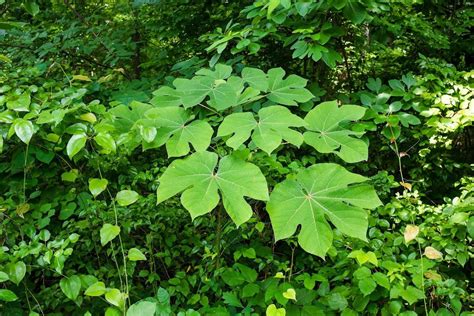 What Is A Chinese Parasol Tree - Tips For Growing Chinese Parasol Trees | Gardening Know How