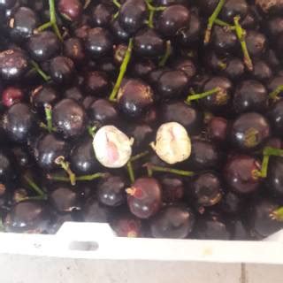 Jual Buah Kupa 500 gr / Buah Gowok 500 gr | Shopee Indonesia