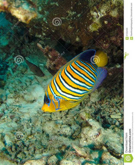 Regal Angelfish stock image. Image of diacanthus, regal - 91552455