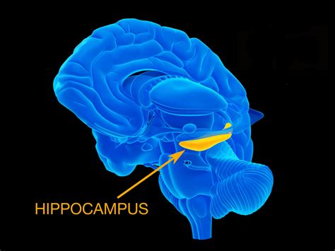 ESA - Hippocampus