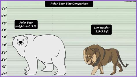 Polar Bear Size: How Big Are They? Compared With Others