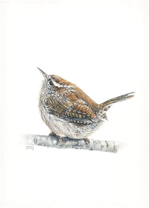 Carolina Wren Drawing at PaintingValley.com | Explore collection of Carolina Wren Drawing