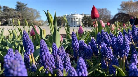 The White House’s Spring Garden Tours Are April 1-2; Here’s How to Get Tickets – NBC4 Washington