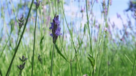 Premium Photo | Lavender fields bloom in hokkaido japan for relaxing in ...