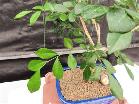 Flowering Orange Jasmine Bonsai Tree