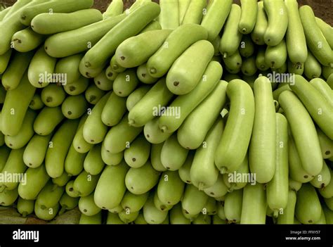 Vegetable , bottle guard , India Stock Photo - Alamy