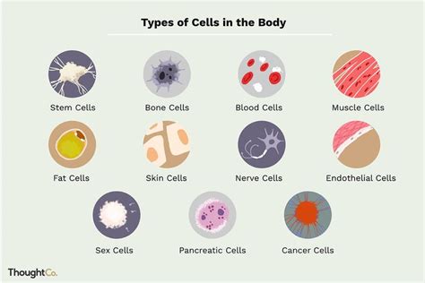 Learn About 11 Different Cell Types in the Body | Cells worksheet, Body ...