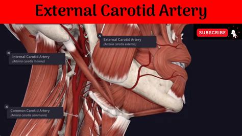 Internal Carotid Artery Branches Mnemonic