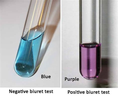 Testing for Biological Molecules - Microbe Notes