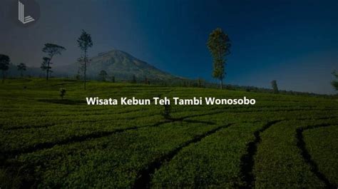 Wisata Kebun Teh Tambi Wonosobo: Menikmati Sejuknya Kebun Teh - lolista.com