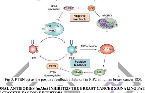 [PDF] Screening of Oncogenic Signaling Pathways and Therapeutic Application of Monoclonal ...