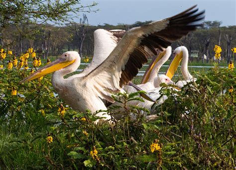 Wings, Lake Naivasha, Kenya | The great white pelican (Pelec… | Flickr