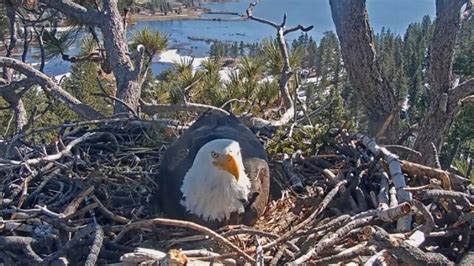 WATCH LIVE: Bald eagle eggs expected to begin hatching in Big Bear ...