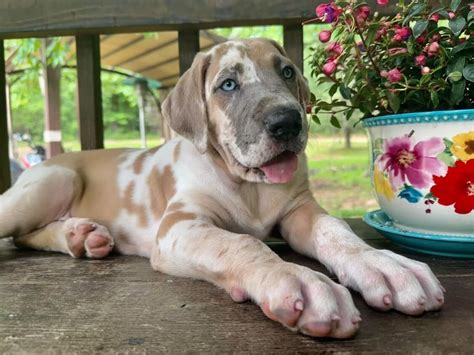 AKC Blanketed Blue Fawnaquin Female Great Dane - Great Dane Puppies for ...