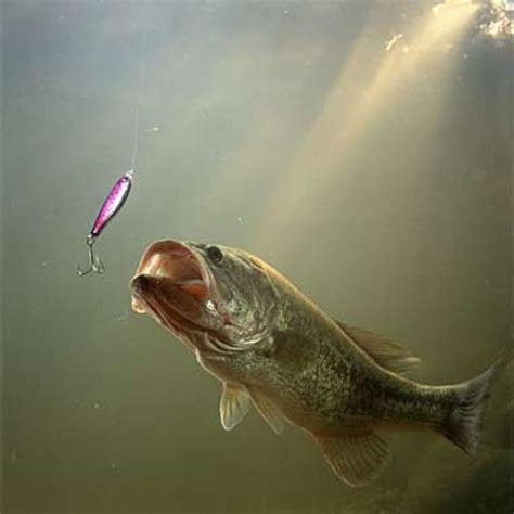 Bass fishing, Bass fishing tips, Fishing lures