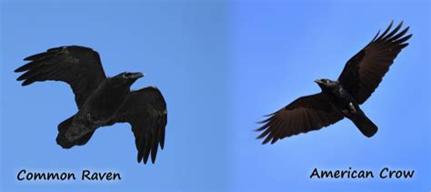 Bird of the Week – The American Crow – Pajarito Environmental Education Center