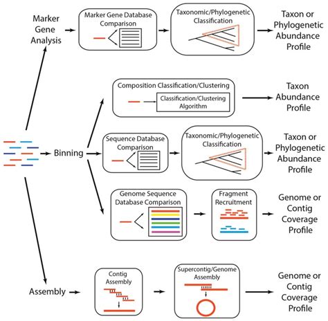 Shotgun Metagenomics – NGS Analysis