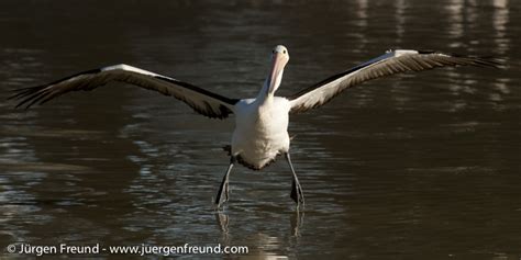 Lake Eyre 2 - Birdlife and Pelicans in the Outback | Jürgen Freund Photography