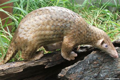 Philippine pangolin | Manis culionensis