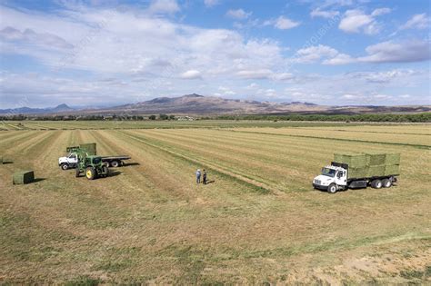 Alfalfa harvest in New Mexico, USA - Stock Image - C052/6342 - Science ...