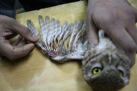 Reports on Save Birds from Kite-String Injuries - GlobalGiving