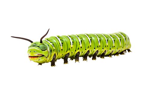 Swallowtail caterpillar isolated on a transparent background 27182118 PNG