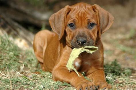 Rhodesian Ridgeback. Lion Hunting, Hunting Dogs, African Hunting Dog, Thai Ridgeback, Guard ...