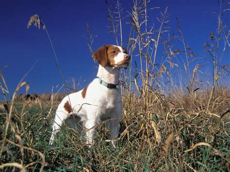 Brittany Spaniel High Quality Breeders Shoulders Sloping and Muscular ...