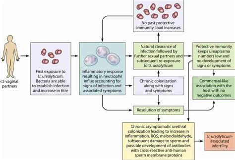 Ureaplasma Overview, Symptoms, Diagnosis & Treatment - RUClear