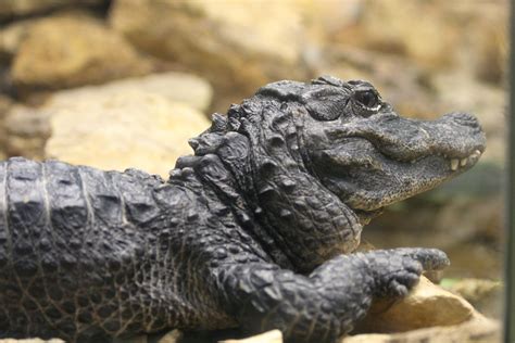 Chinese Alligator | Two Chinese alligators live at the ABQ B… | Flickr