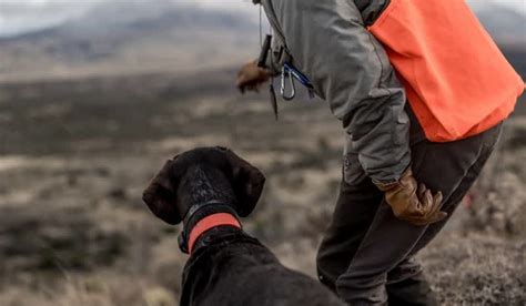 Top Tips For Quail Hunting In Georgia | OutdoorHub