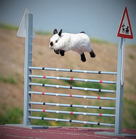 Swedish Kaninhoppning! = Rabbit Obstacle Course Racing. | Rabbit jumping, Cute animals, Rabbit