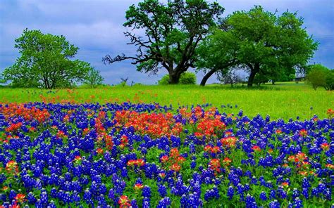 🔥 [58+] Free Bluebonnet Wallpapers | WallpaperSafari