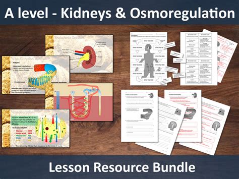 A level - Kidneys and Osmoregulation Lesson Bundle | Teaching Resources