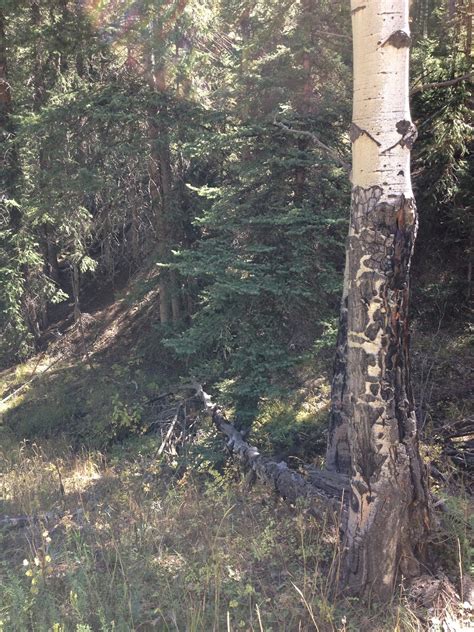 Take A Break: Conifer Community Park, Conifer, Colorado