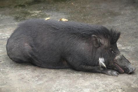 Philippine warty pig - Alchetron, The Free Social Encyclopedia