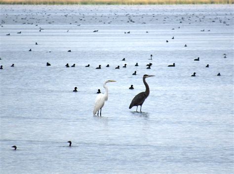 Birding at Tule Lake National Wildlife Refuge