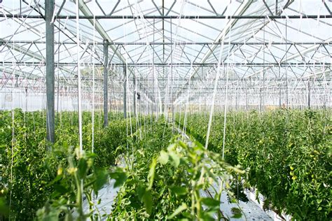 The Key to Greenhouse Farming Profits: Reducing Energy Costs