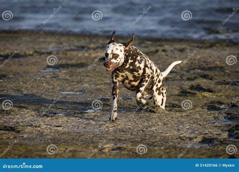 Dalmatian with brown spots stock photo. Image of pets - 51420166