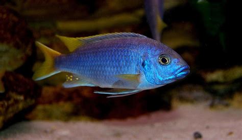 Lake Malawi cichlid species | Cichlids, African cichlids, Lake malawi cichlids