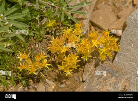 Cascade Stonecrop Crow Vecchio wildflowers blooming along a hiking trail Copper Ridge North ...