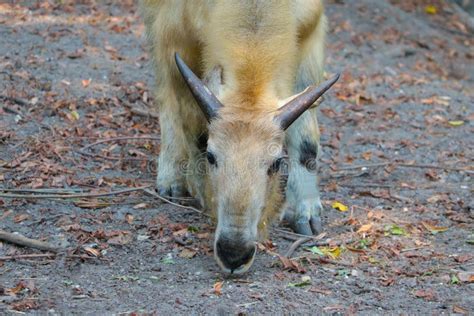 Takin is an Artiodactyl Mammal from the Bovid Family. Stock Photo - Image of portrait, brown ...