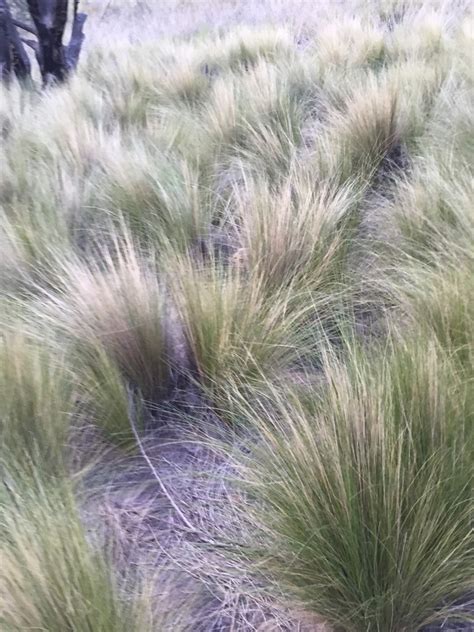 Australian Native Grasses Identification | laterrazzadisanguido.it