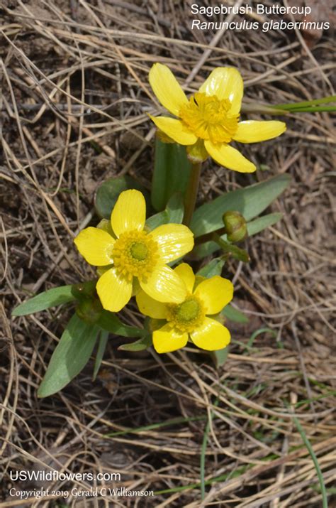 5 Petal Yellow Flower Florida | Best Flower Site