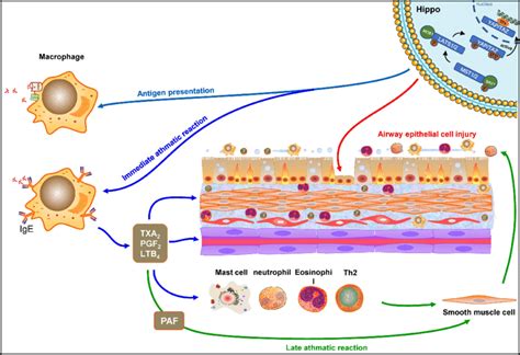 Diagram of the possible mechanisms between Hippo signaling pathway and... | Download Scientific ...